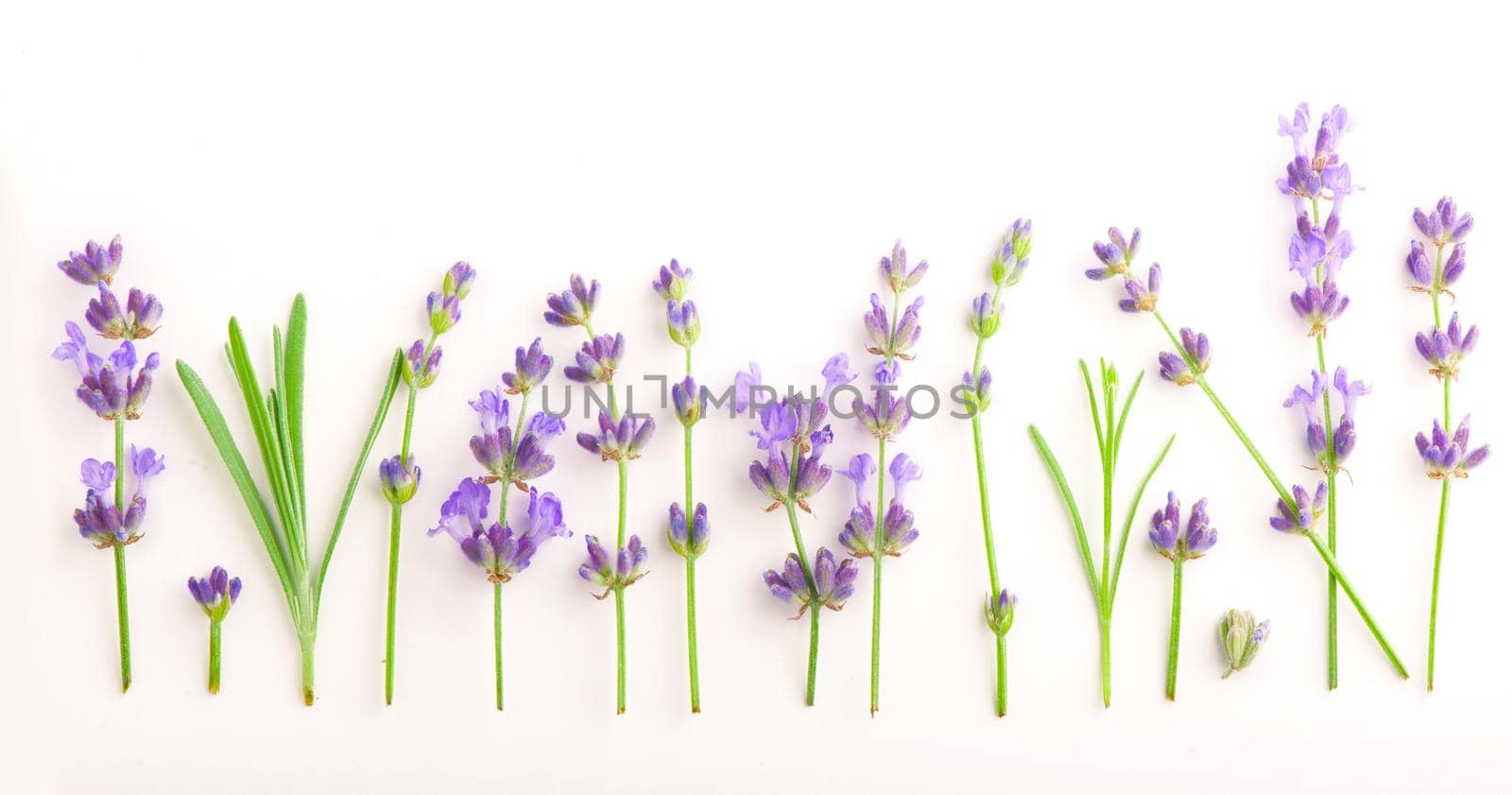 Lavender flowers bundle on a white background.