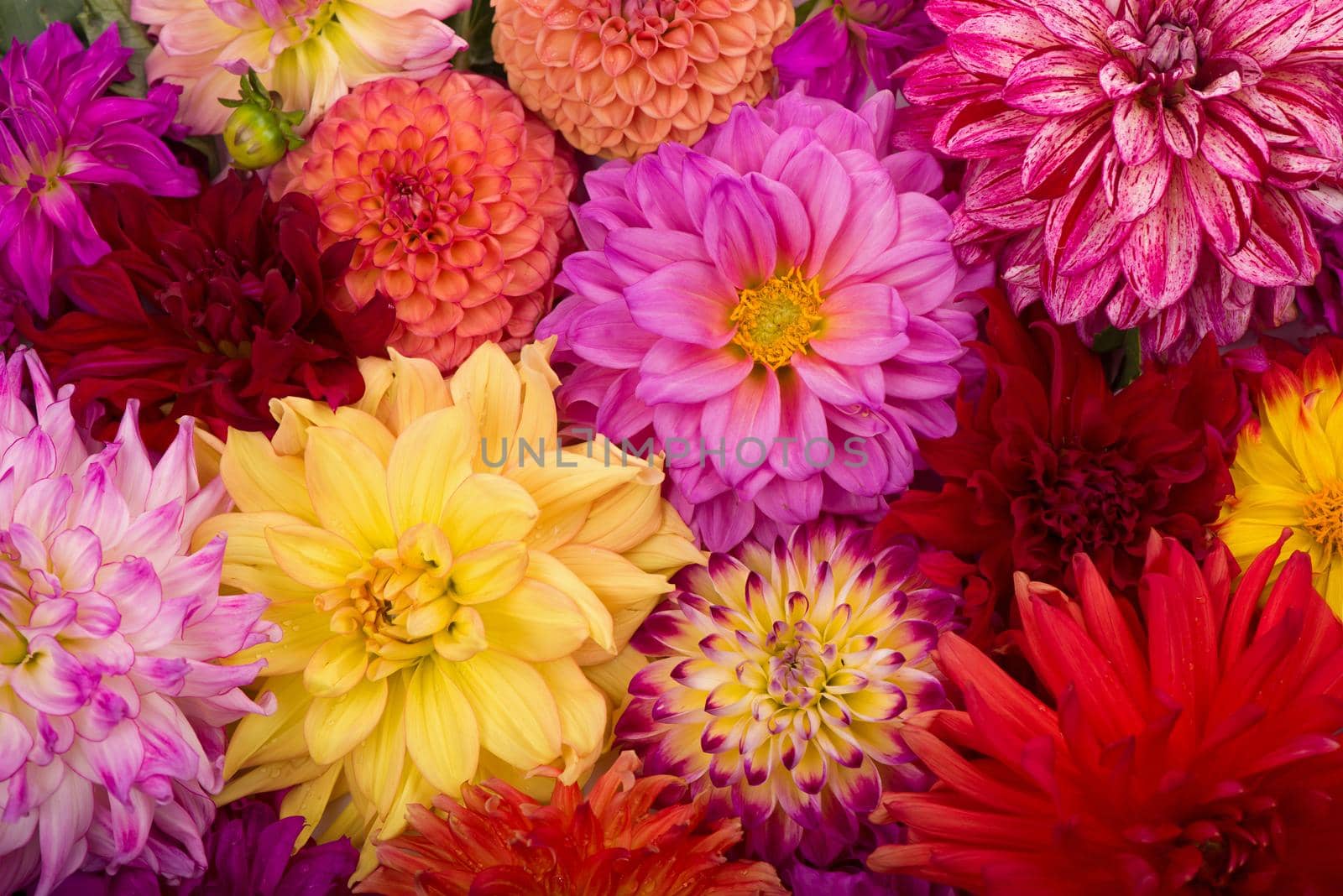 Deautiful flower dahlia isolated on a white background