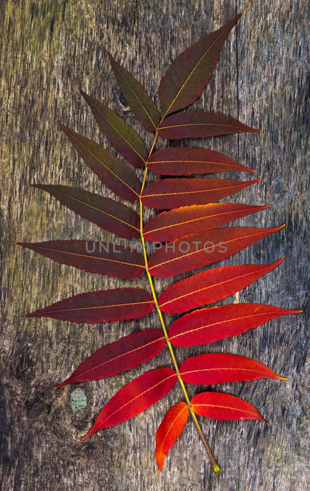 yellow wet autumn leaves on the background a dark old wood by aprilphoto