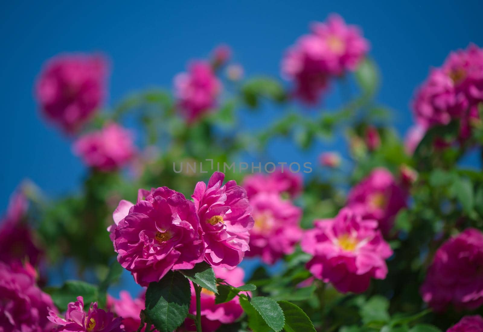 Beautiful pink climbing roses in spring in the garden