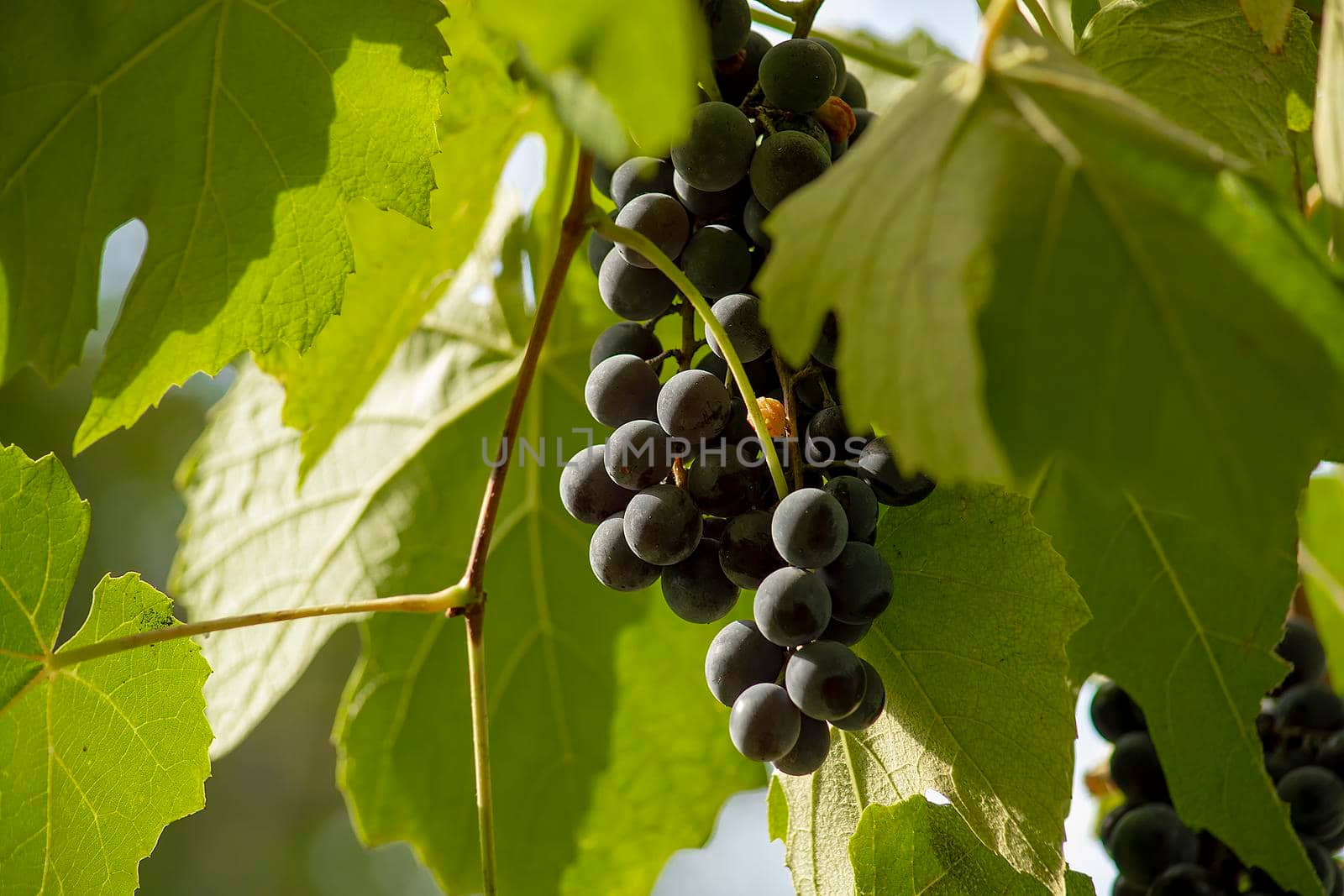 The wine variety of Crimean grapes. View from the front.