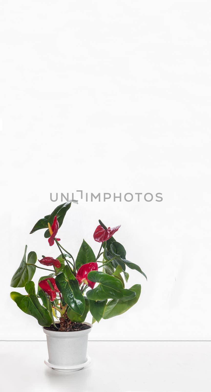 On the table is a beautiful indoor Anthurium flower with bright red flowers. Front view on the background of a white wall, copy space.