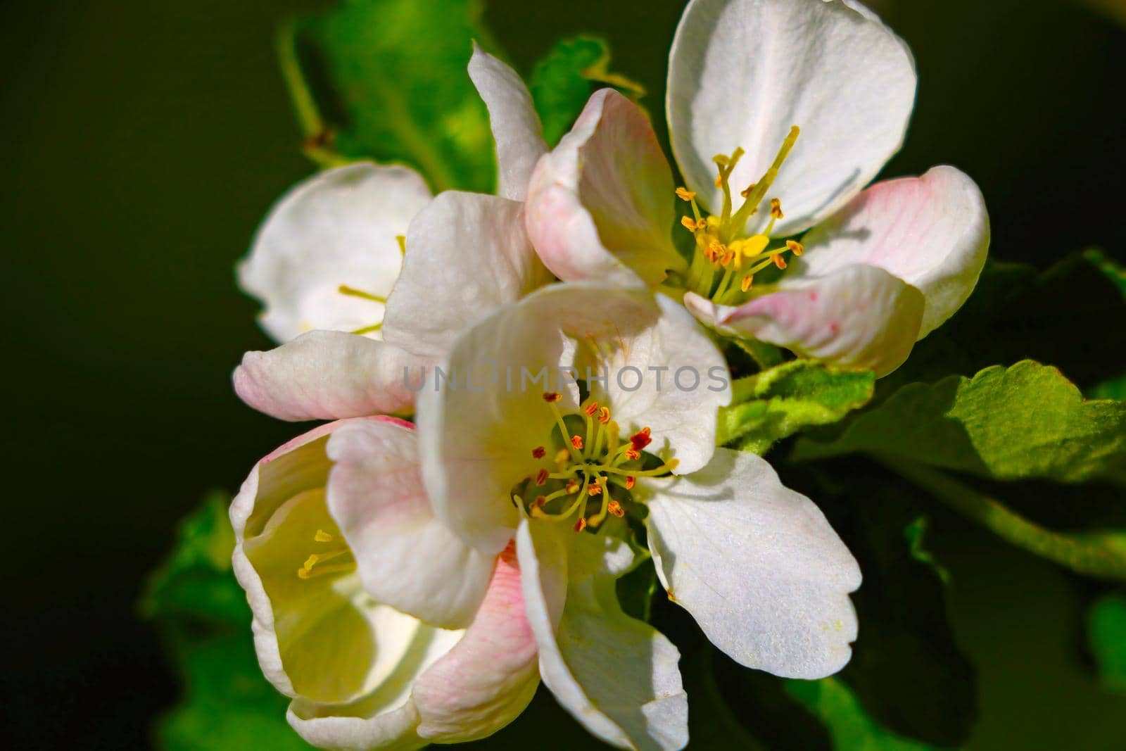 Fragrant flowering branch of apple tree in spring
