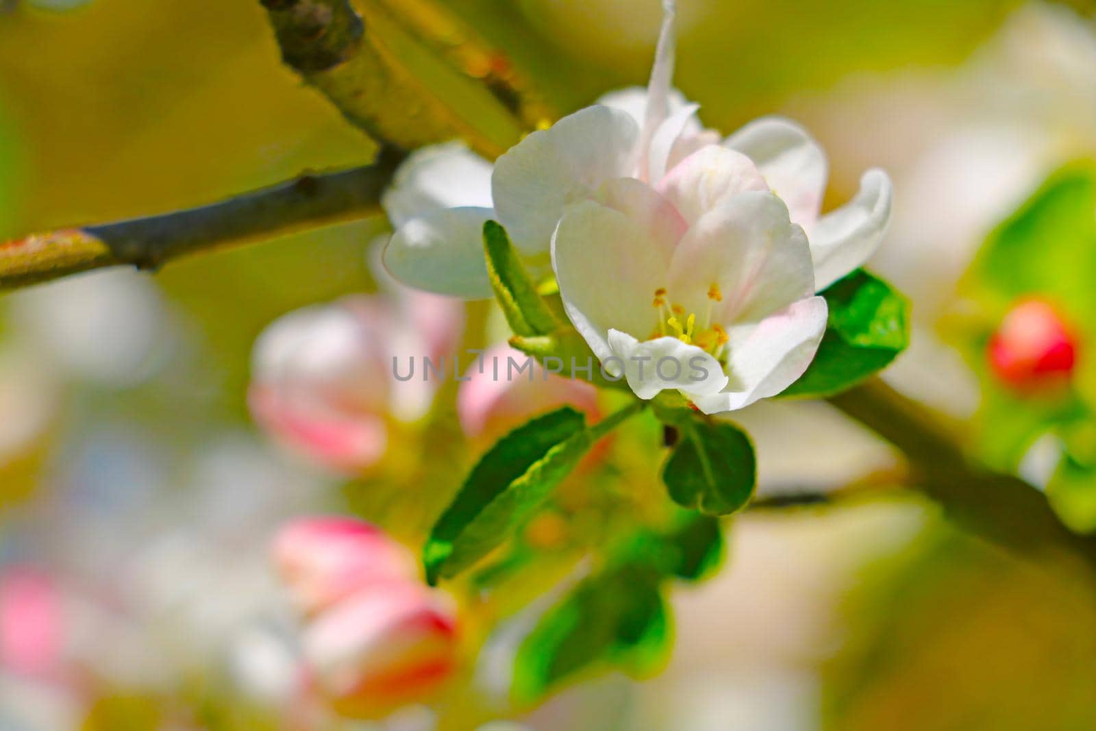 Blooming branch of an apple tree in the garden. by kip02kas