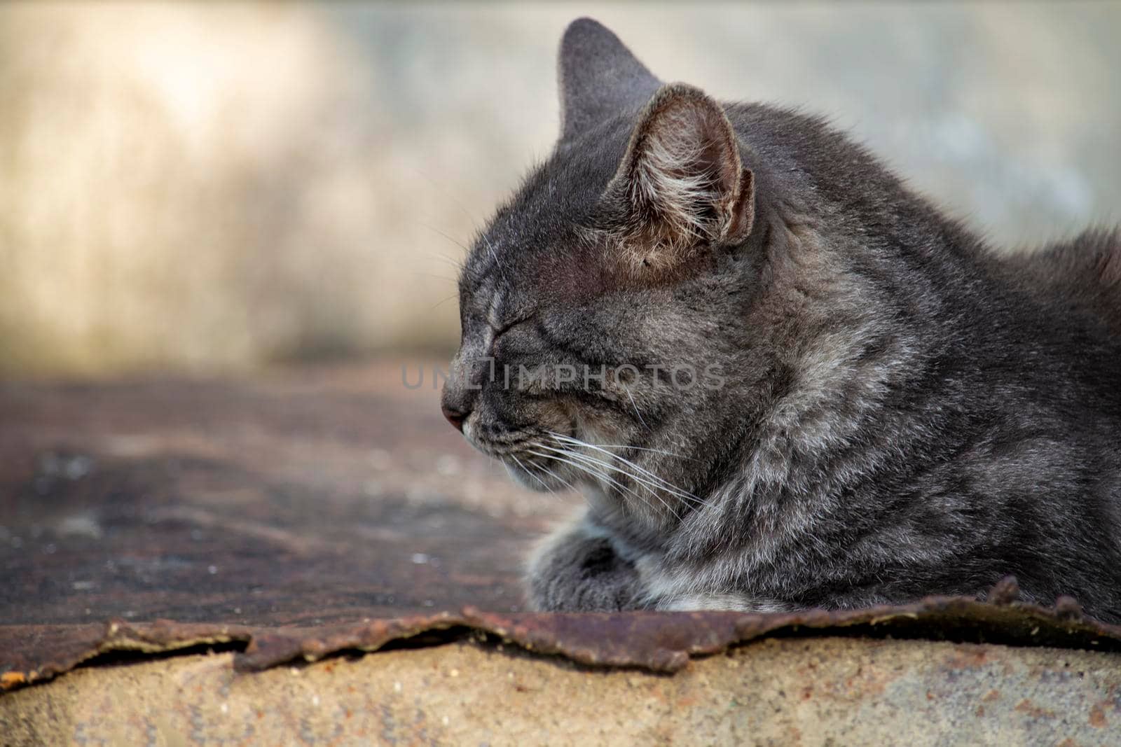 Against the backdrop of rustic vegetation in the summer.