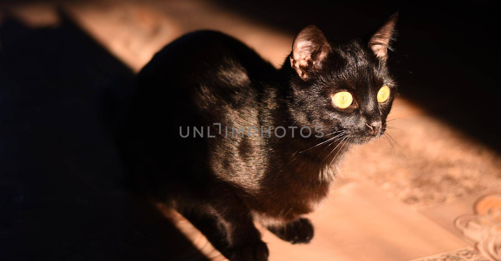 Black cat in the morning basks in the sun in the apartment.