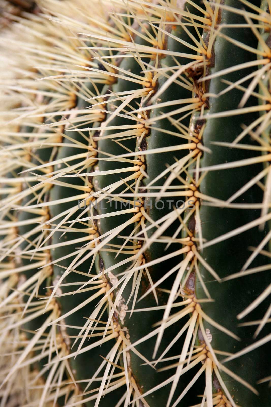 the Cactus Cactaceae or Echinocactus Grusonii from Mexico at the Cactus Garden in the village of Guatiza on the Island of Lanzarote on the Canary Islands of Spain in the Atlantic Ocean.  Spain, Canary Islands, Lanzarote, February, 2008