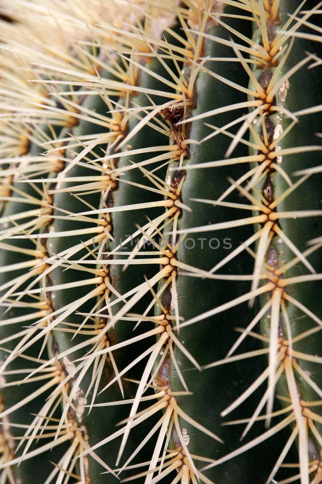 the Cactus Cactaceae or Echinocactus Grusonii from Mexico at the Cactus Garden in the village of Guatiza on the Island of Lanzarote on the Canary Islands of Spain in the Atlantic Ocean.  Spain, Canary Islands, Lanzarote, February, 2008