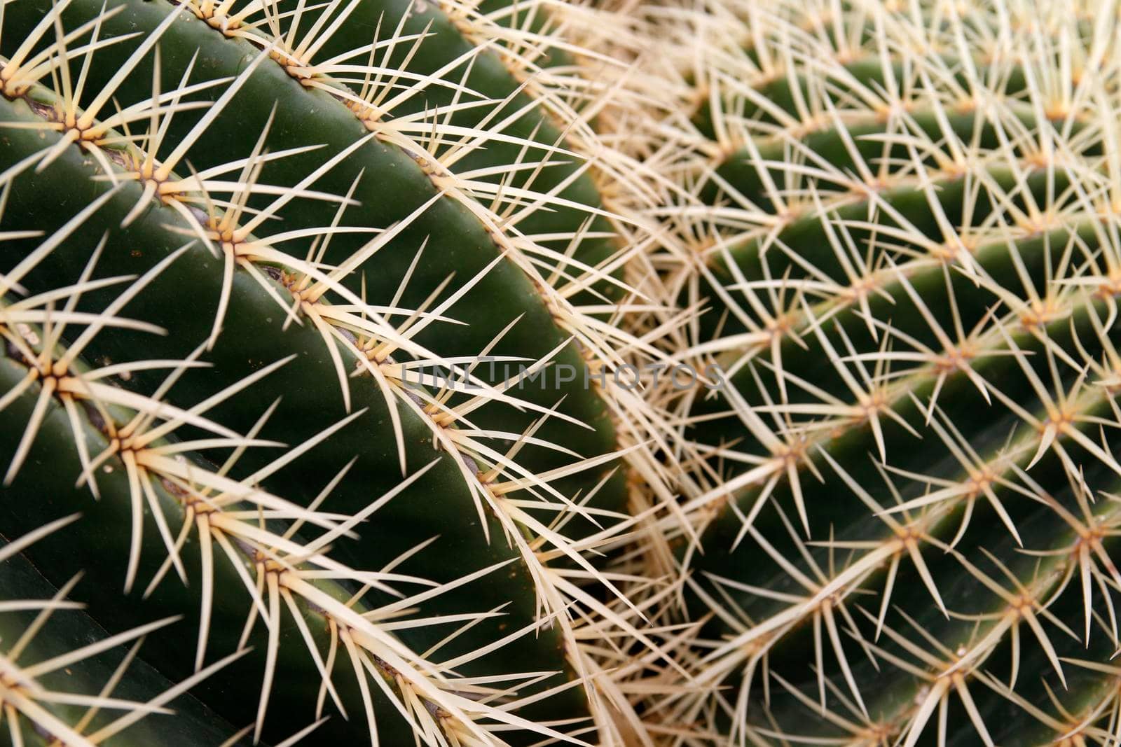 the Cactus Cactaceae or Echinocactus Grusonii from Mexico at the Cactus Garden in the village of Guatiza on the Island of Lanzarote on the Canary Islands of Spain in the Atlantic Ocean.  Spain, Canary Islands, Lanzarote, February, 2008