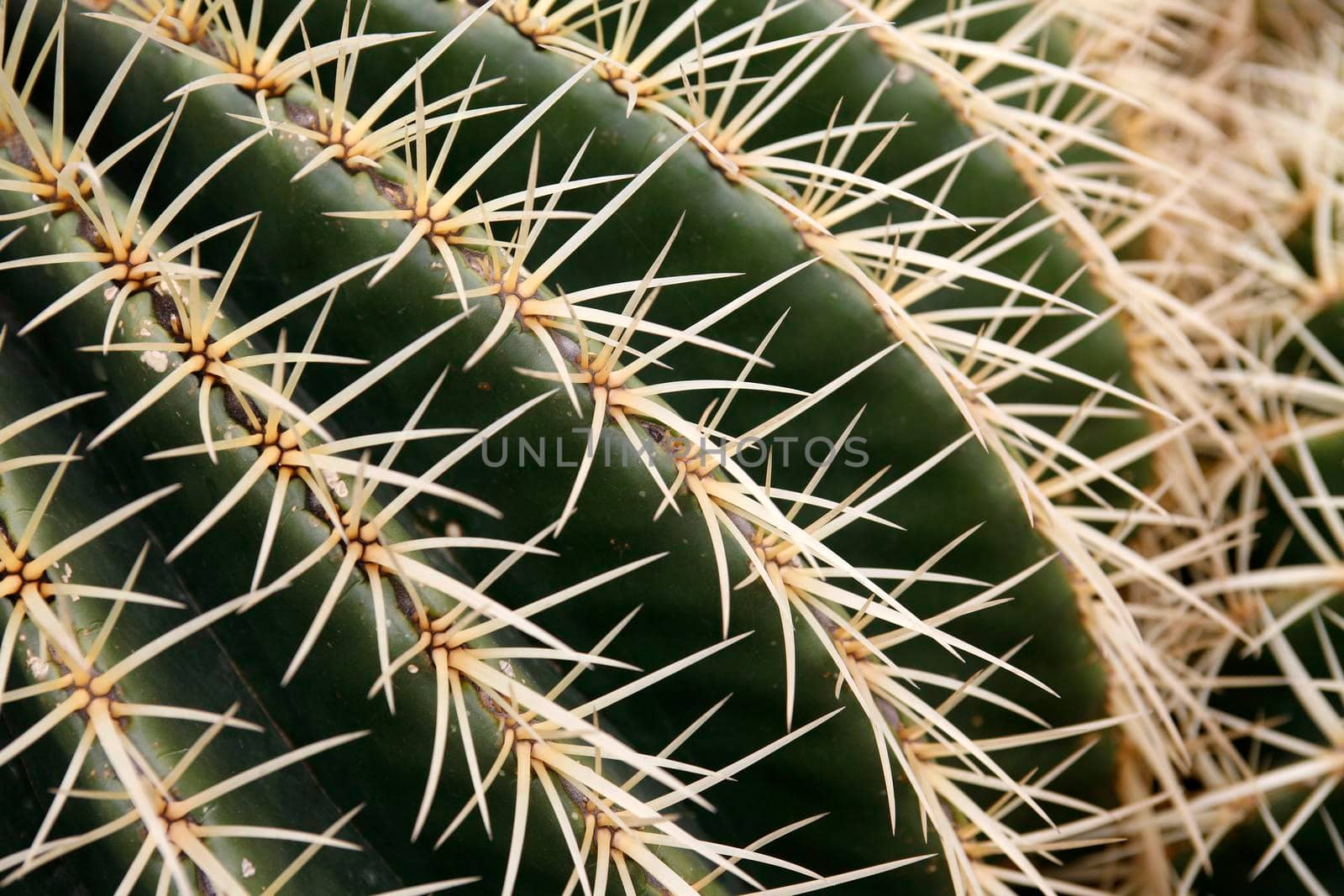 the Cactus Cactaceae or Echinocactus Grusonii from Mexico at the Cactus Garden in the village of Guatiza on the Island of Lanzarote on the Canary Islands of Spain in the Atlantic Ocean.  Spain, Canary Islands, Lanzarote, February, 2008