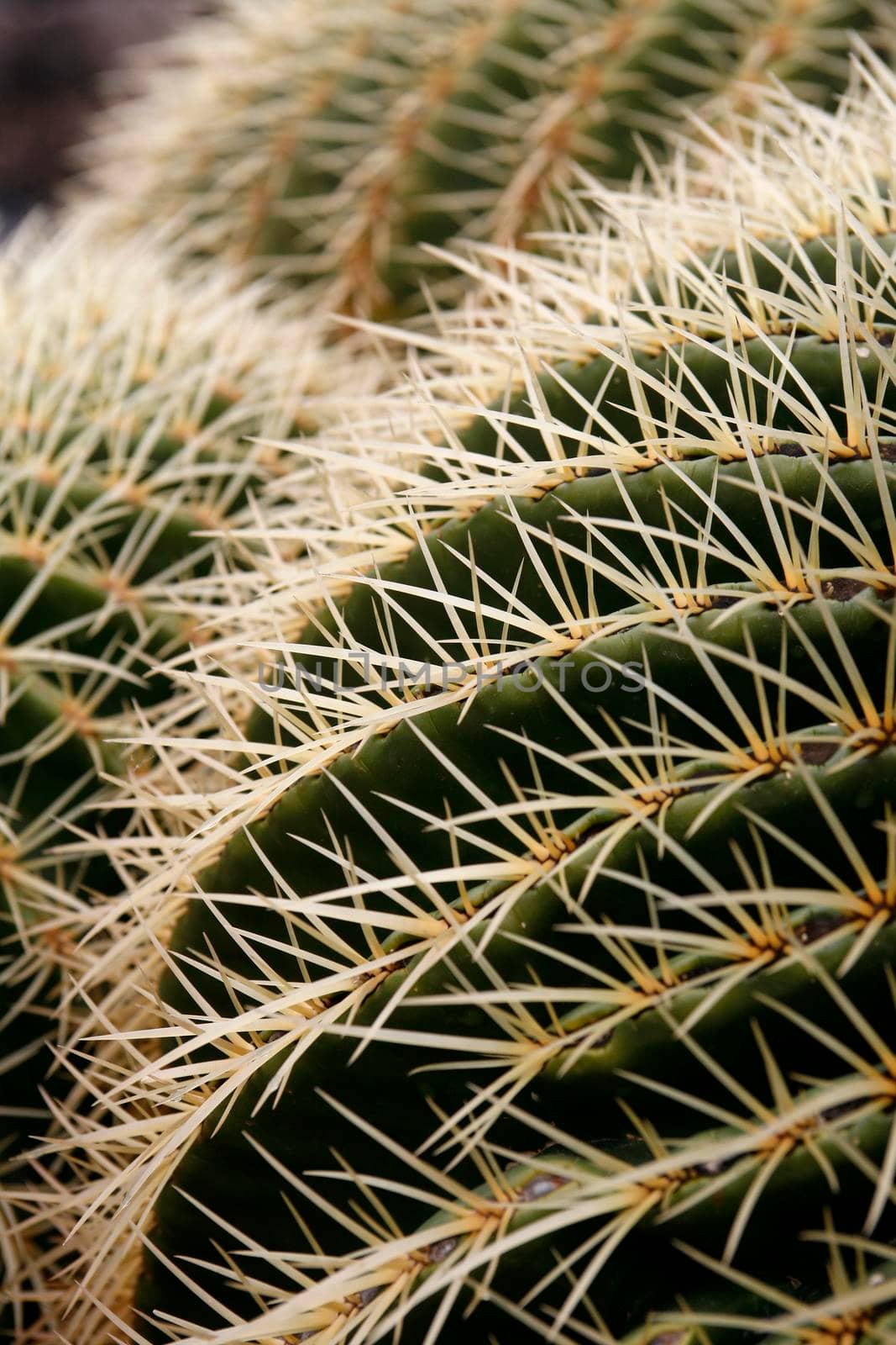 the Cactus Cactaceae or Echinocactus Grusonii from Mexico at the Cactus Garden in the village of Guatiza on the Island of Lanzarote on the Canary Islands of Spain in the Atlantic Ocean.  Spain, Canary Islands, Lanzarote, February, 2008