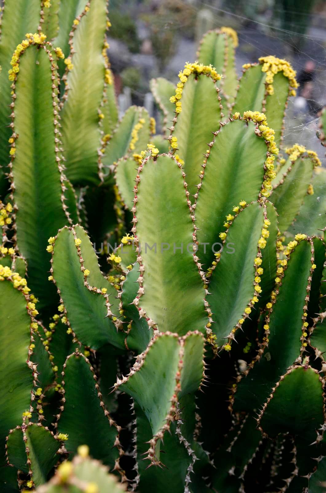 the Cactus Garden in the village of Guatiza on the Island of Lanzarote on the Canary Islands of Spain in the Atlantic Ocean.  Spain, Canary Islands, Lanzarote, February, 2008