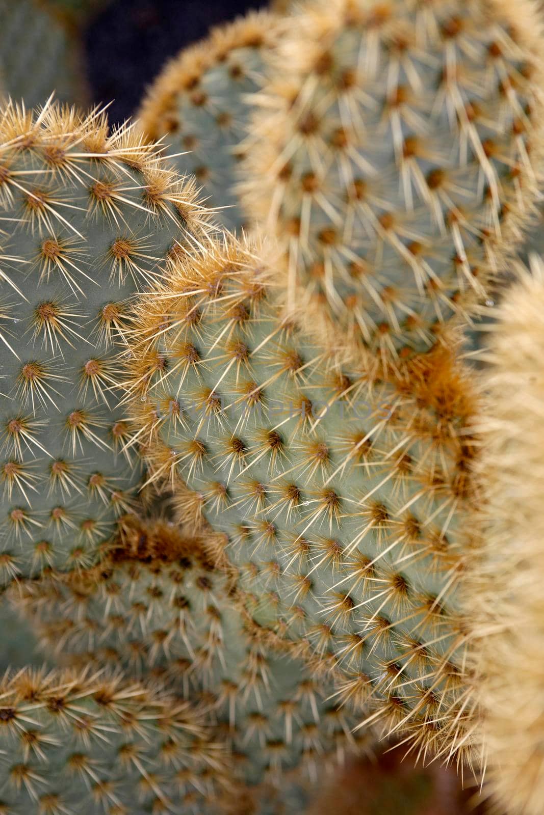 the Cactus Garden in the village of Guatiza on the Island of Lanzarote on the Canary Islands of Spain in the Atlantic Ocean.  Spain, Canary Islands, Lanzarote, February, 2008