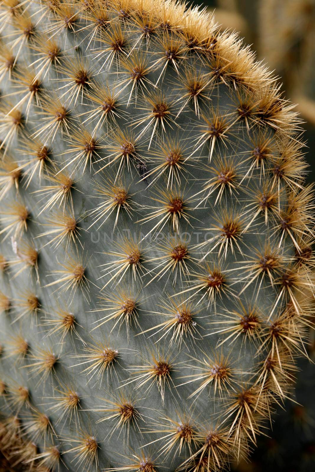 the Cactus Garden in the village of Guatiza on the Island of Lanzarote on the Canary Islands of Spain in the Atlantic Ocean.  Spain, Canary Islands, Lanzarote, February, 2008