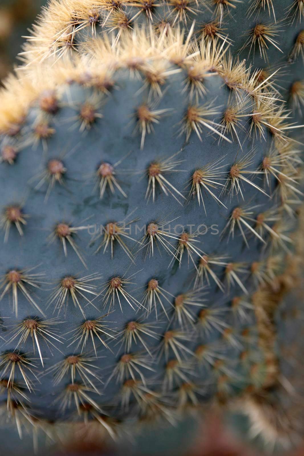 the Cactus Garden in the village of Guatiza on the Island of Lanzarote on the Canary Islands of Spain in the Atlantic Ocean.  Spain, Canary Islands, Lanzarote, February, 2008