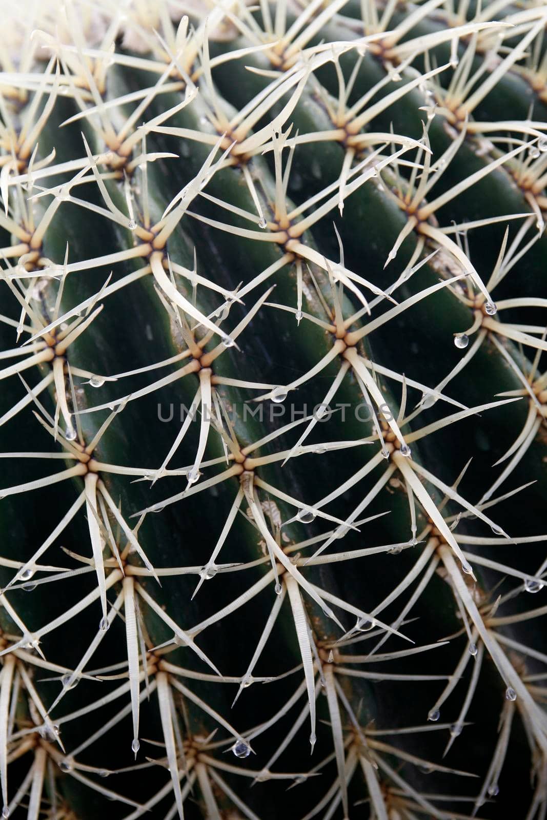 the Cactus Cactaceae or Ferocactus Fordii from Mexico at the Cactus Garden in the village of Guatiza on the Island of Lanzarote on the Canary Islands of Spain in the Atlantic Ocean.  Spain, Canary Islands, Lanzarote, February, 2008