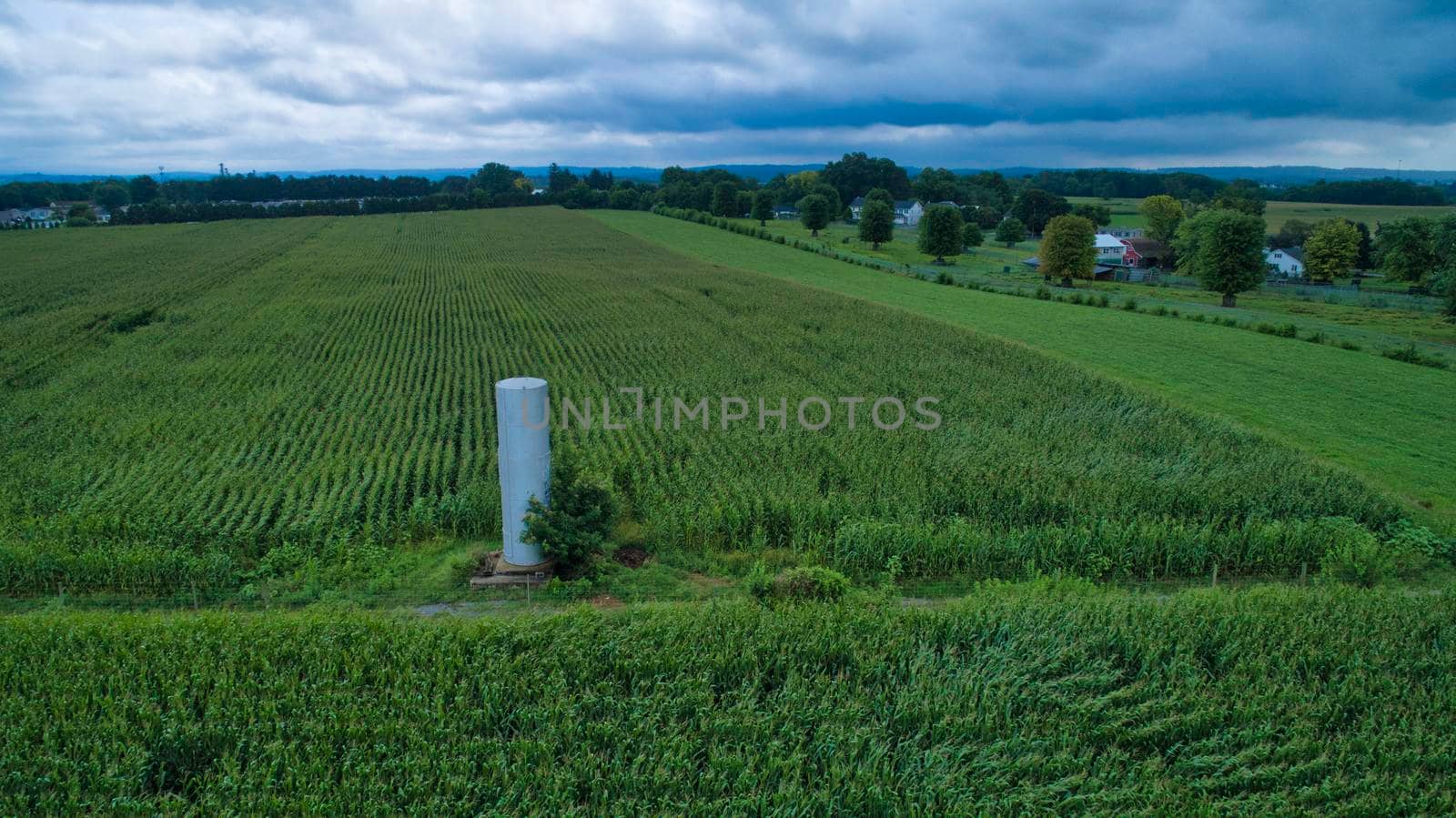 Aerial View of Rows of Green Vegetable Fields on a Sunny Summer Day