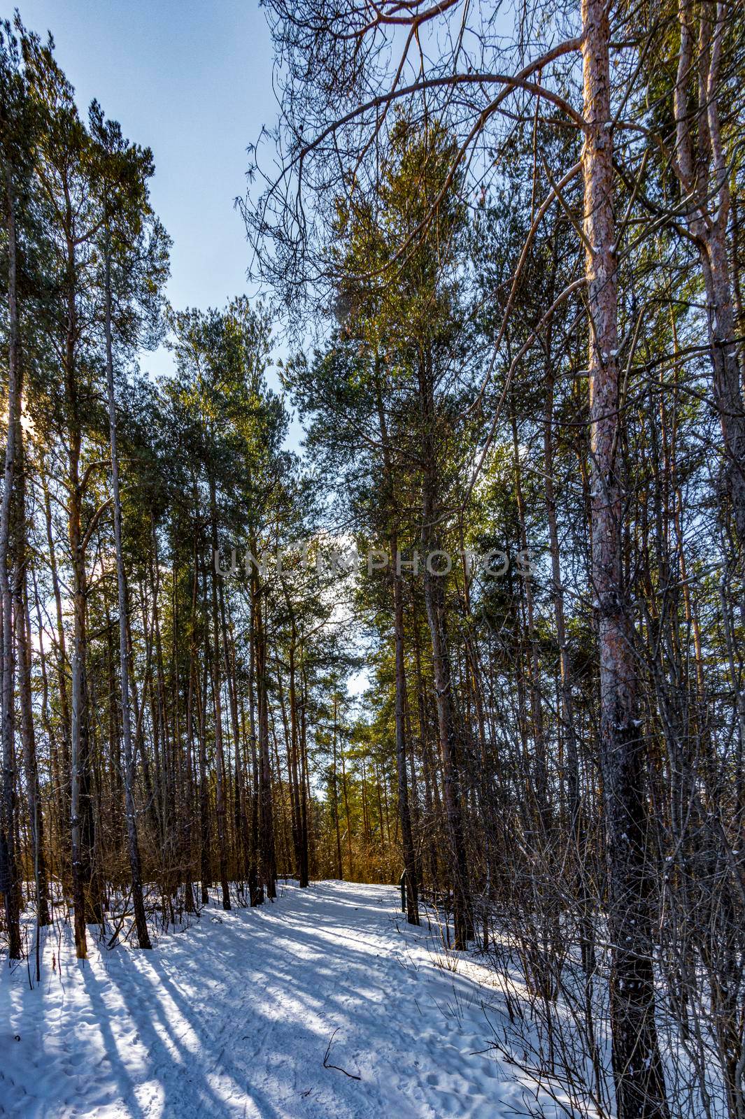 A ray of winter sun illuminated an alley in a pine forest  by ben44