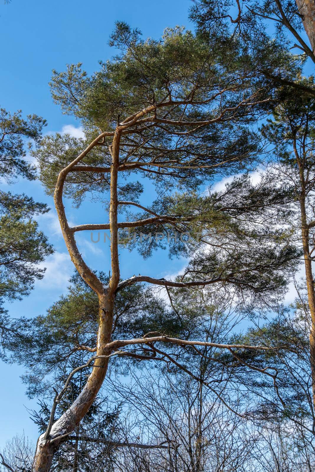 Pine bent under constant northerly winds by ben44