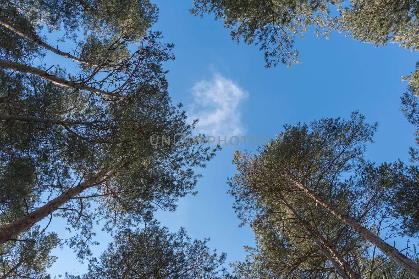 A small, white cloud hangs between the high tops of the pines