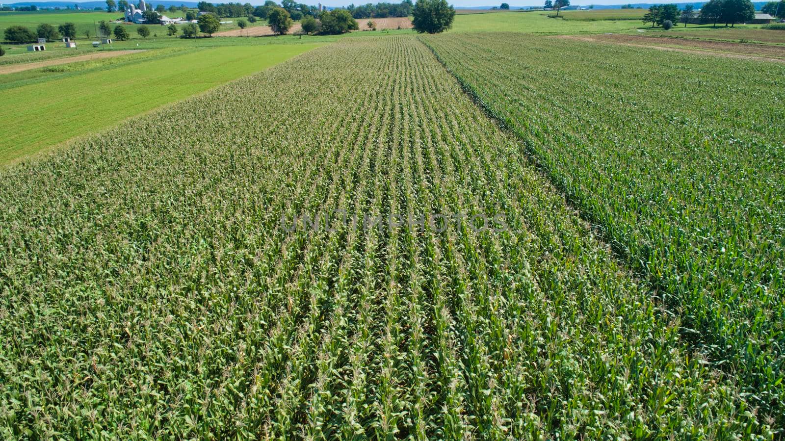 Aerial View of Rows of Green Vegetable Fields on a Sunny Summer Day