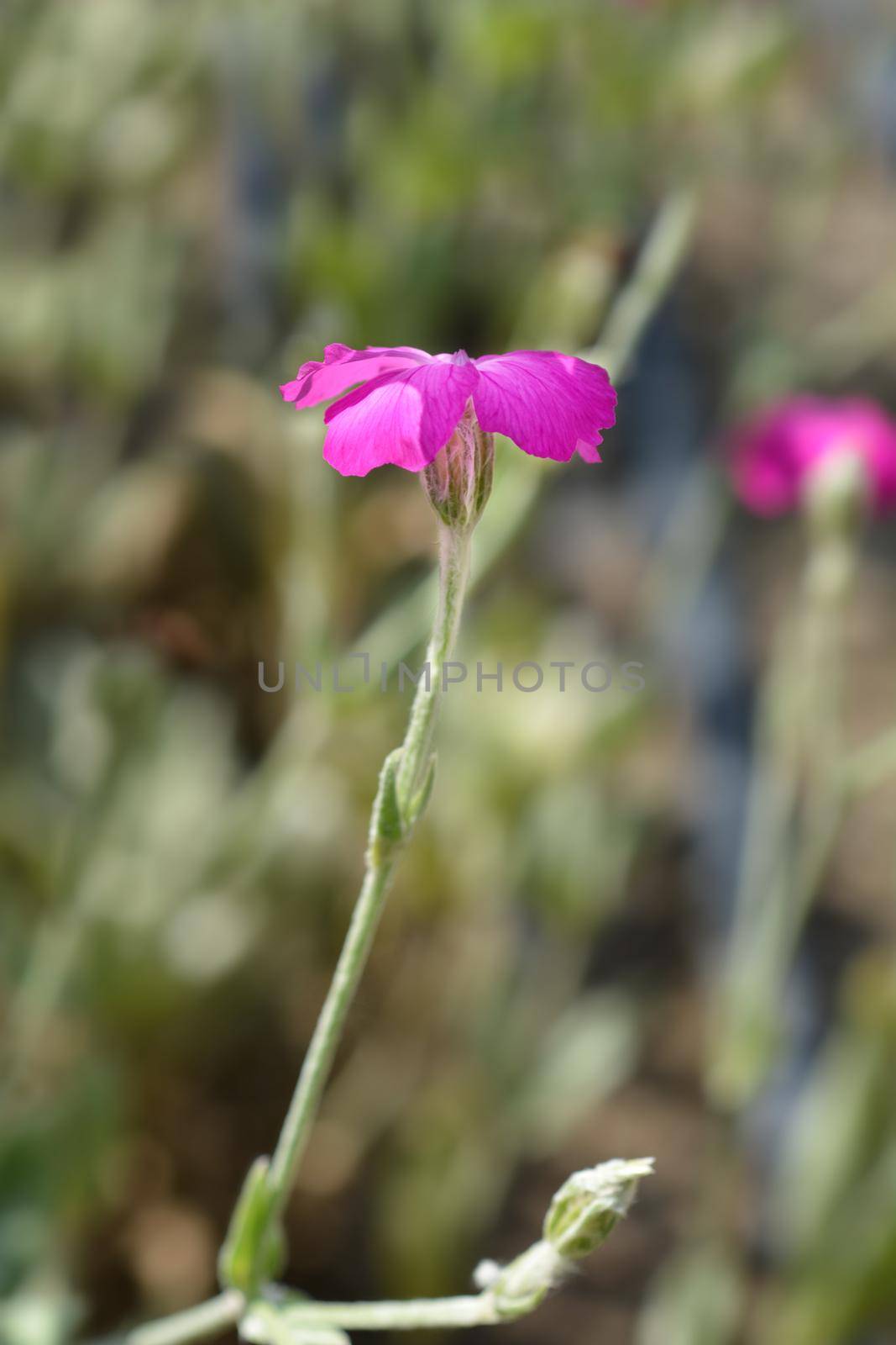 Rose campion flower - Latin name - Silene coronaria (Lychnis coronaria)