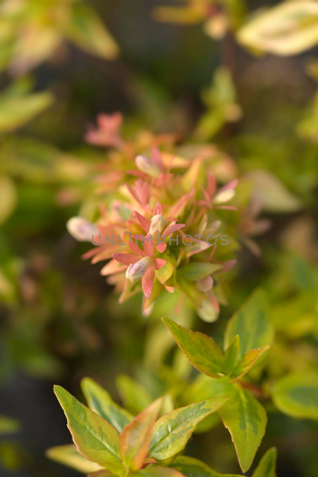 Abelia Kaleidoscope - Latin name - Abelia x grandiflora Kaleidoscope