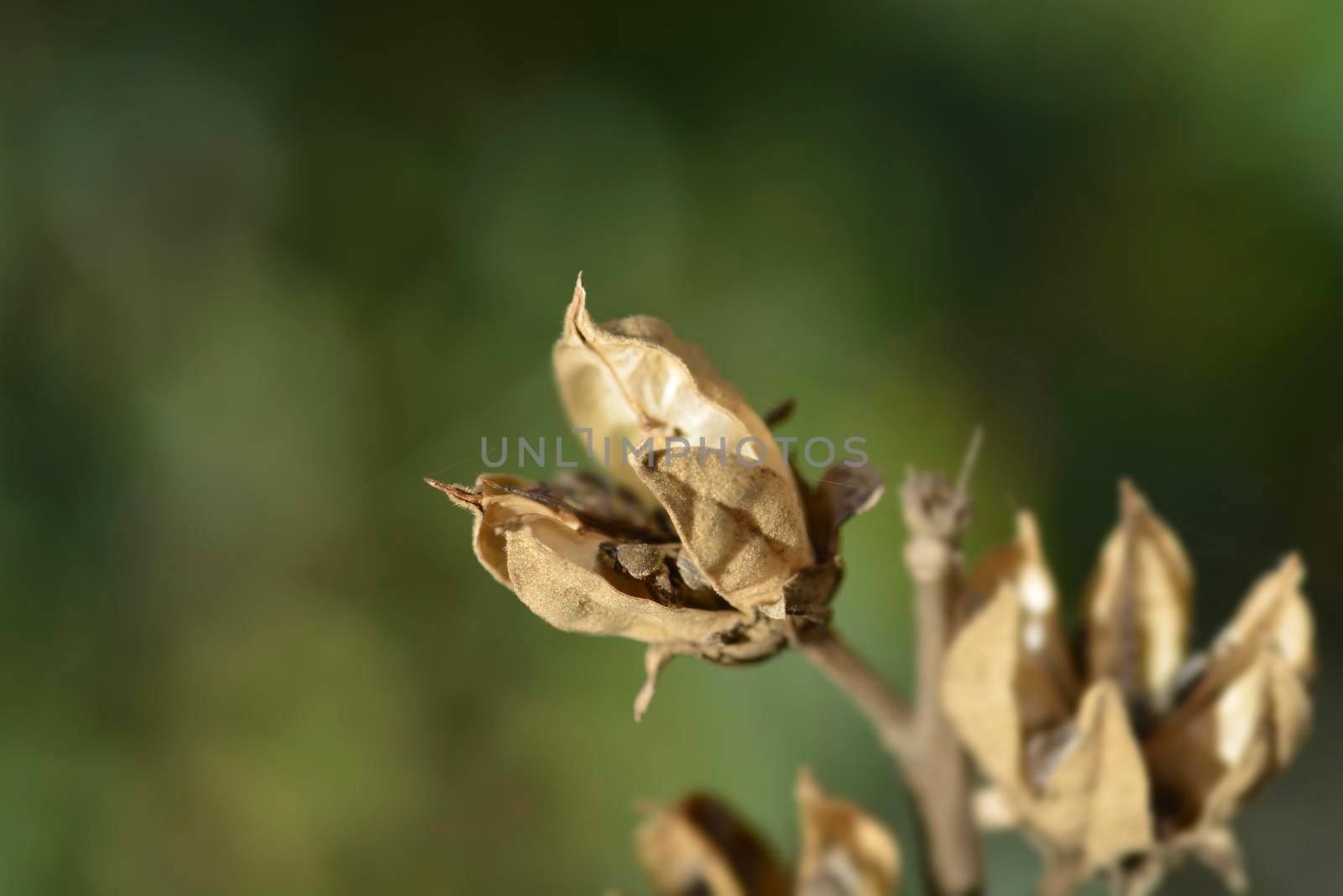Rose Of Sharon seed pods - Latin name - Hibiscus syriacus
