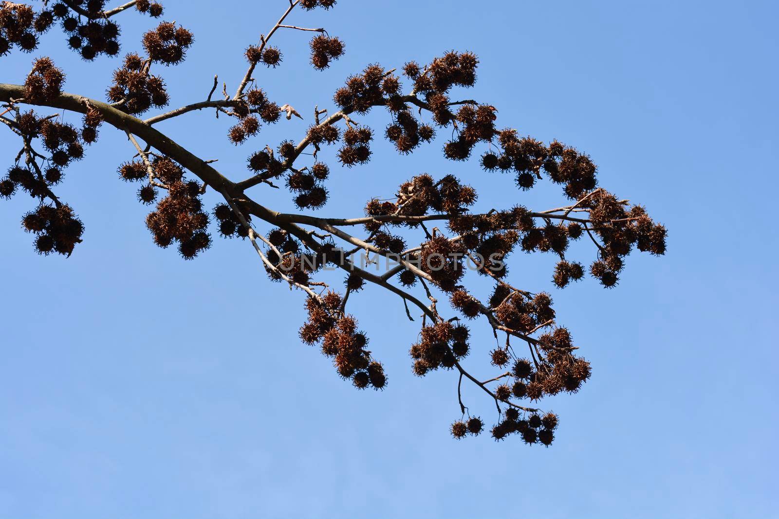 American sweetgum branch with dry seeds - Latin name - Liquidambar styraciflua