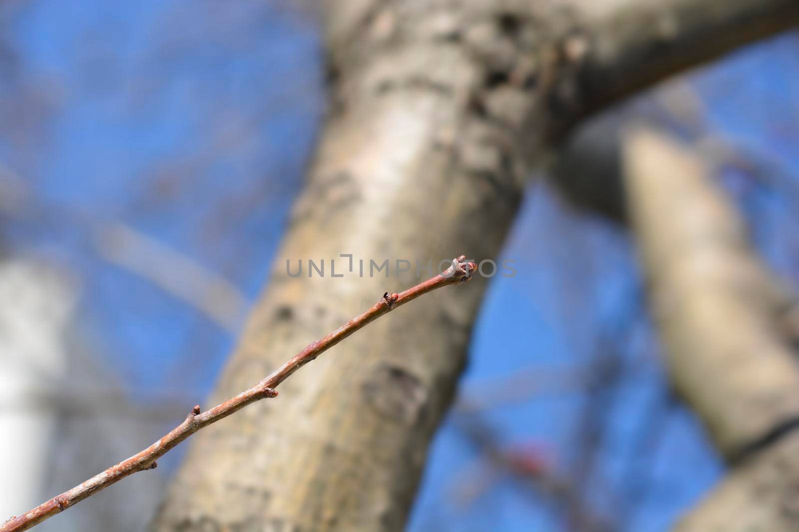 Common Hawthorn branch with buds - Latin name - Crataegus monogyna