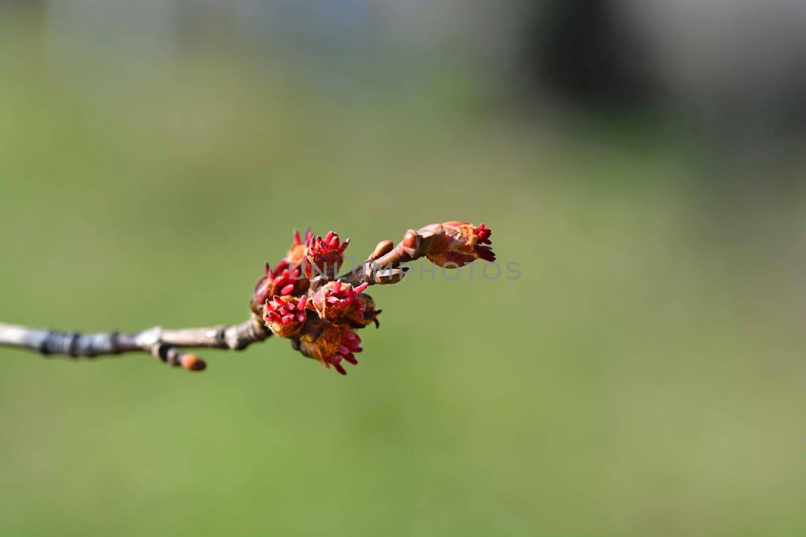 Silver maple branch with flowers - Latin name - Acer saccharinum