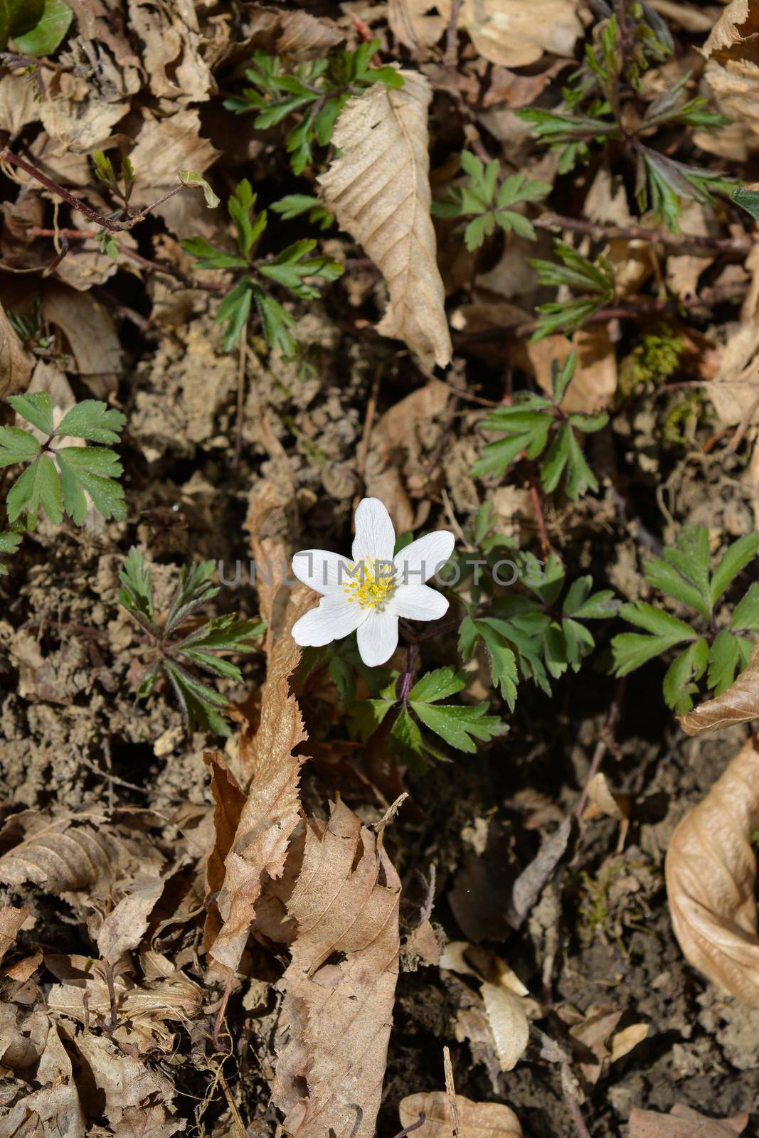 Wood anemone - Latin name - Anemone nemorosa