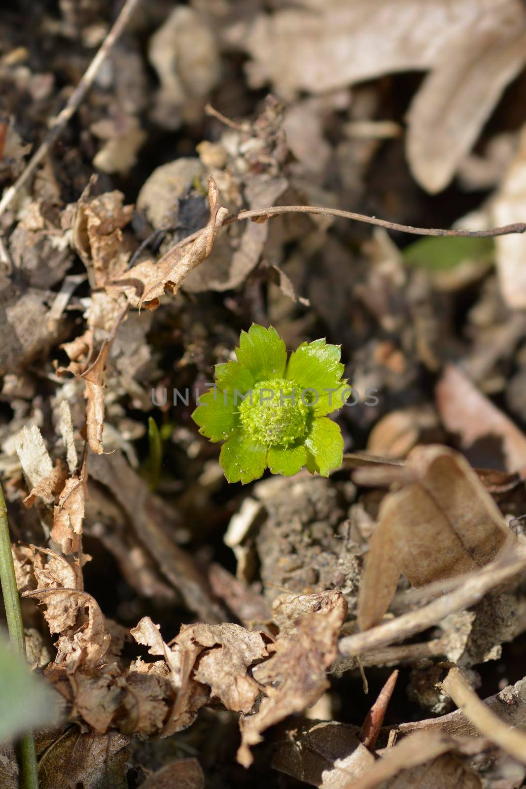 Dwarf masterwort flower - Latin name - Hacquetia epipactis