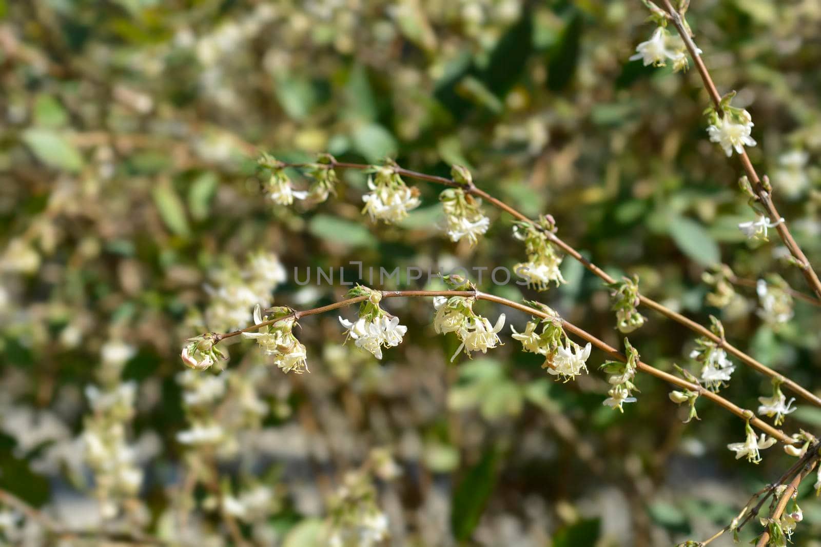 Winter flowering honeysuckle branch - Latin name - Lonicera fragrantissima
