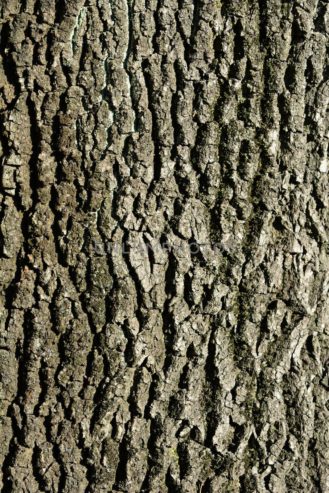 English oak bark detail - Latin name - Quercus robur Fastigiata