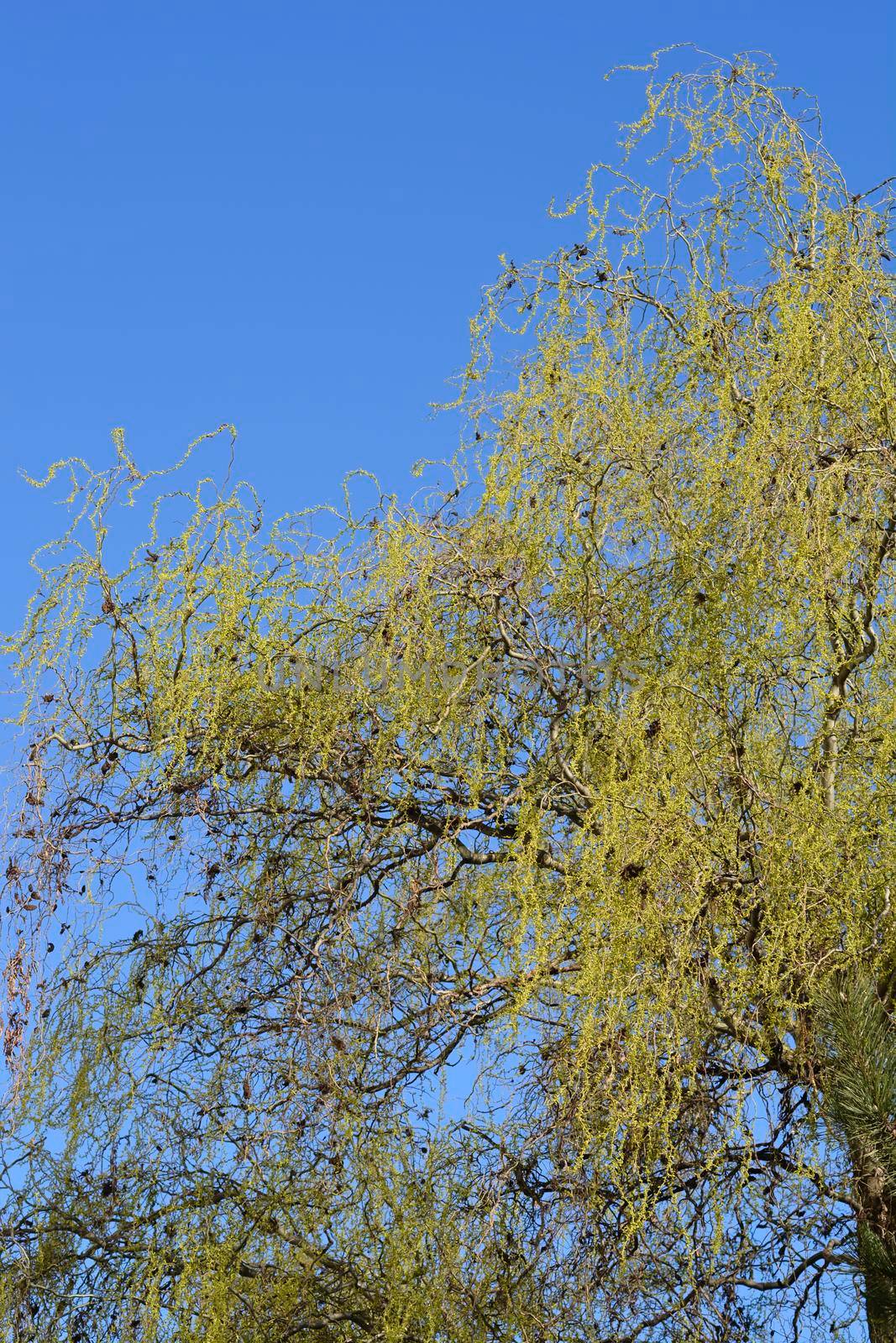 Dragons claw willow - Latin name - Salix matsudana Tortuosa