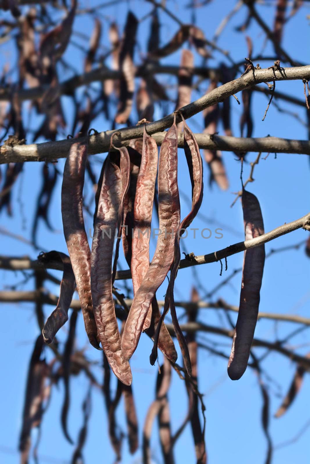 Thornless Honey locust bare branches with seed pod - Latin name - Gleditsia triacanthos f. inermis