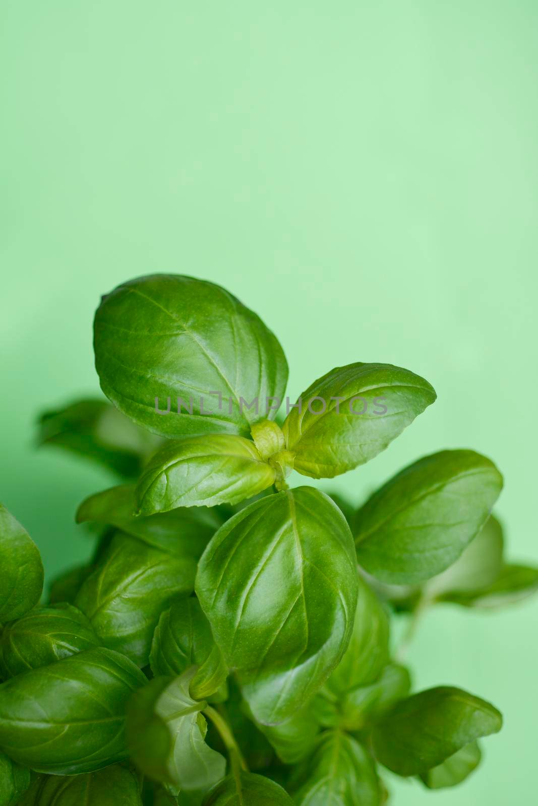 Common basil leaves - Latin name - Ocimum basilicum