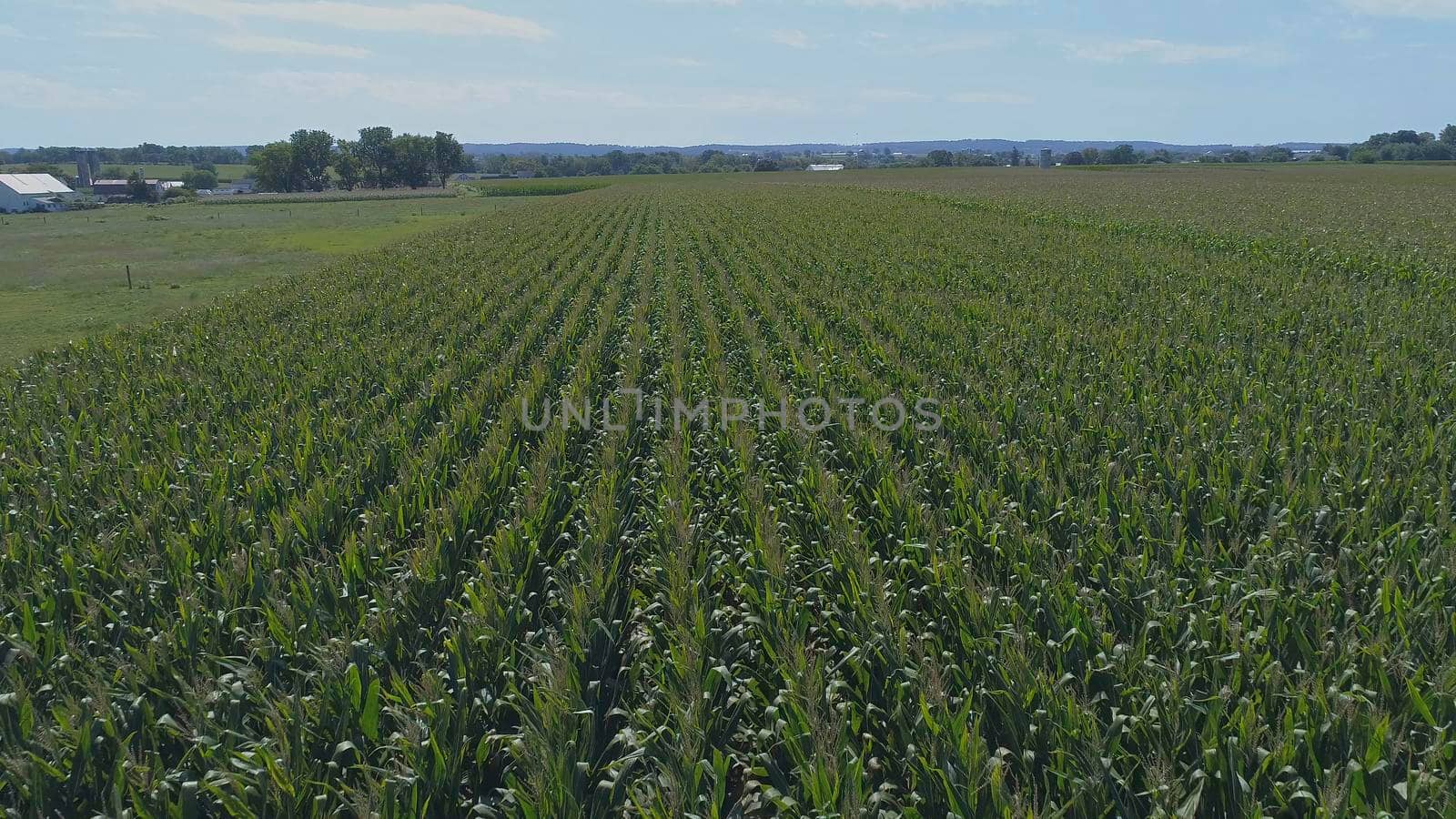 Aerial View of Rows of Green Vegetable Fields on a Sunny Summer Day