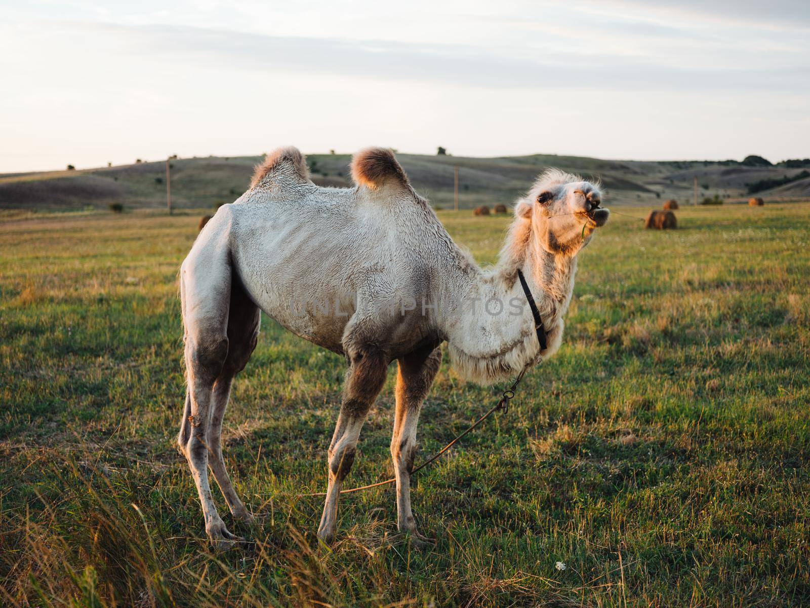 camel full growth in the field outdoors in the open air. High quality photo