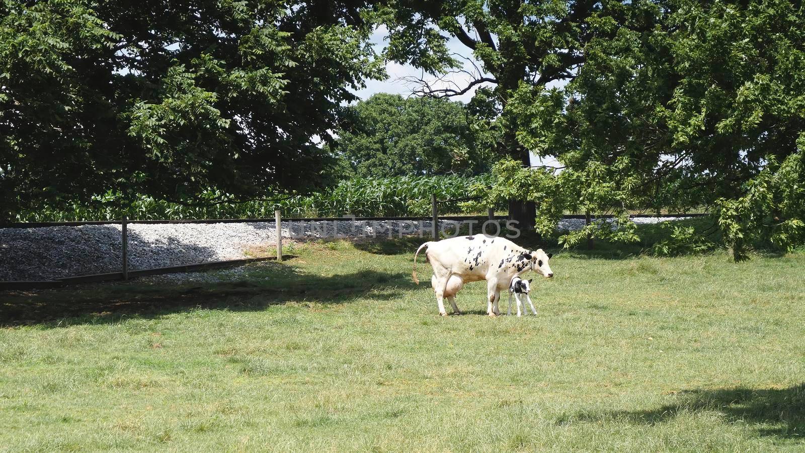 Mother Cow in Pasture That Just Birth to a Baby Calf and Baby Trying to Walk