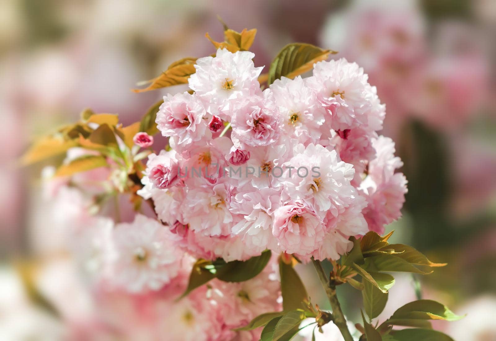 Sakura flowers. Flowering cherry tree. Delicate pink flowers blossomed Japanese cherry trees