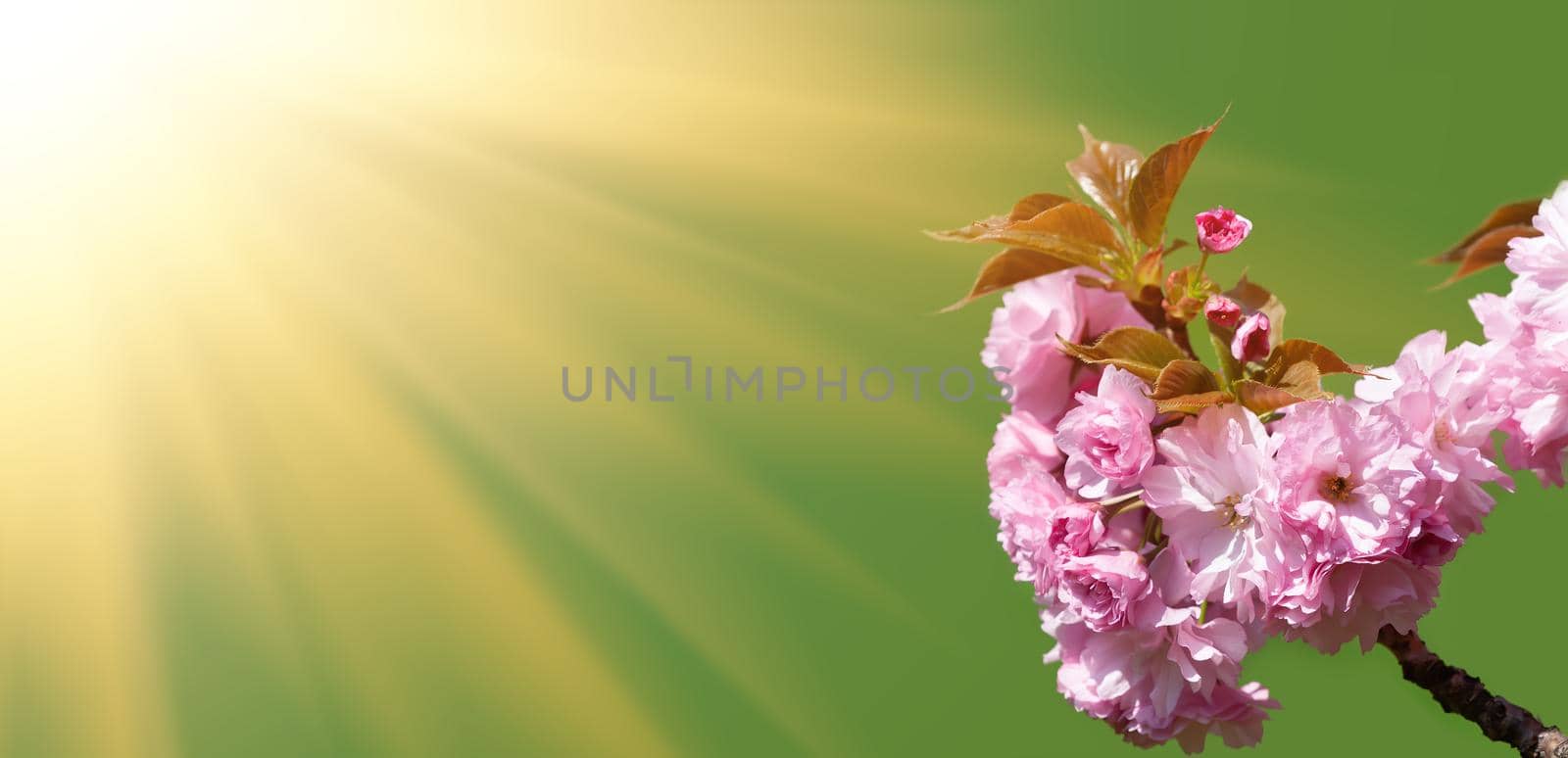 Sakura flowers in sun light. Flowering cherry tree