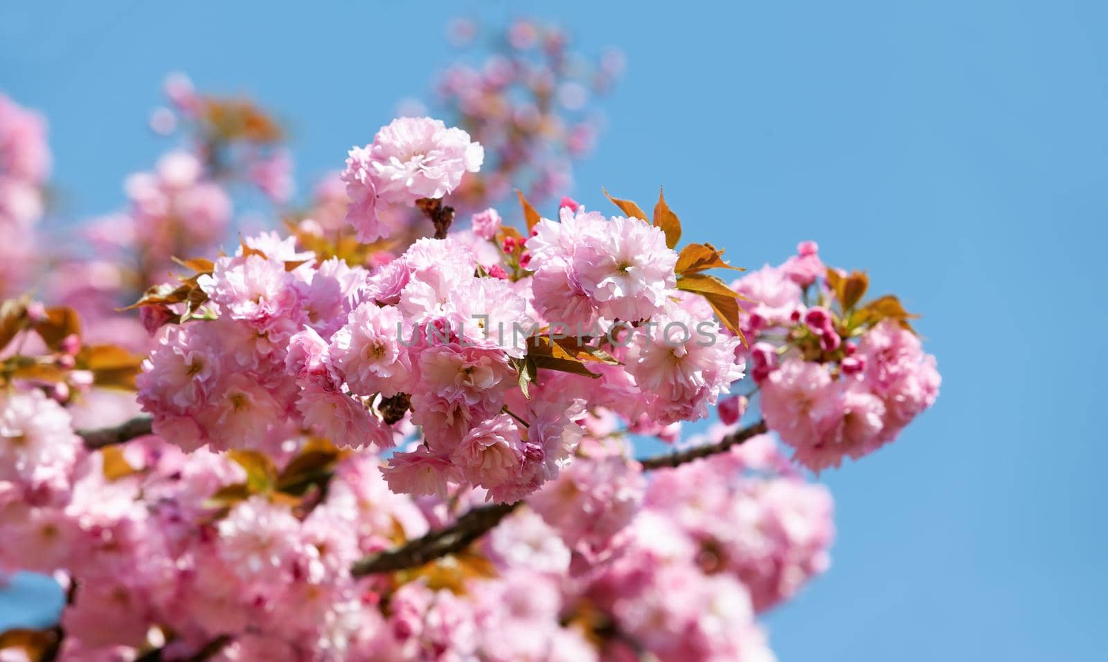 Sakura flowers. Flowering cherry tree on blue sky background.