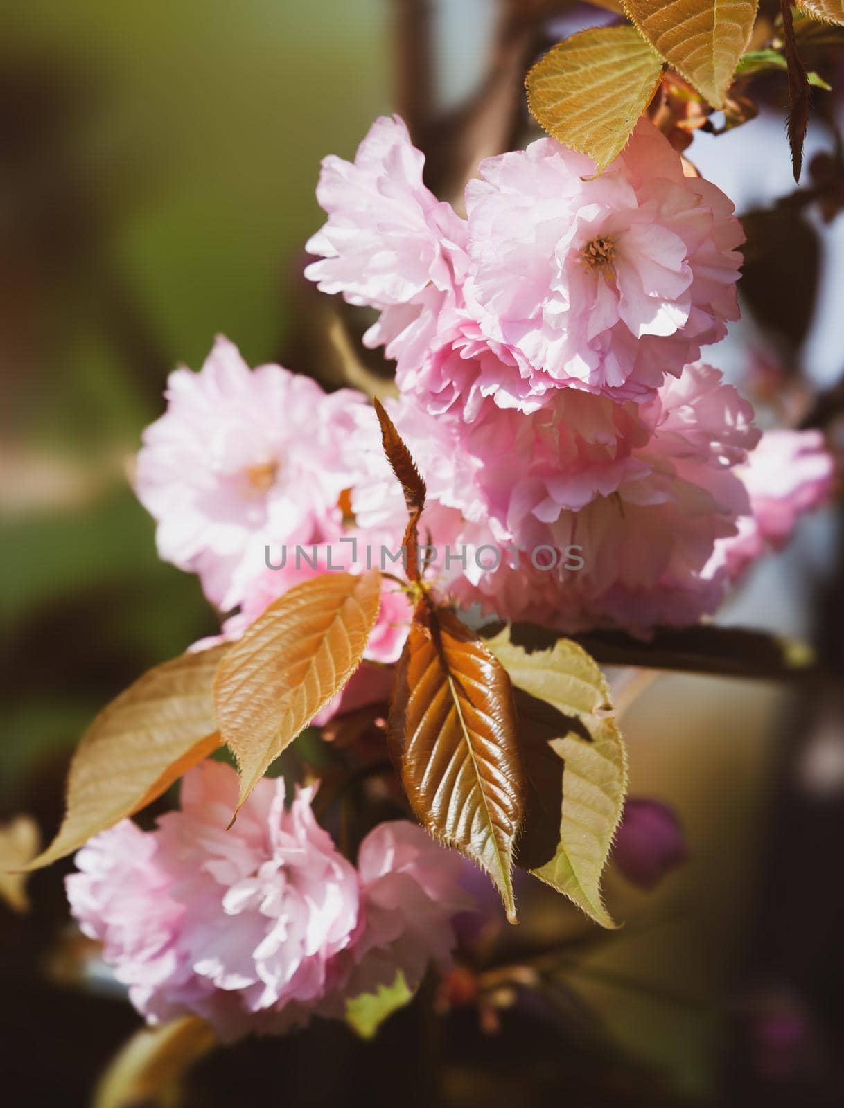 Sakura flowers. Flowering cherry tree. Delicate pink flowers blossomed Japanese cherry trees