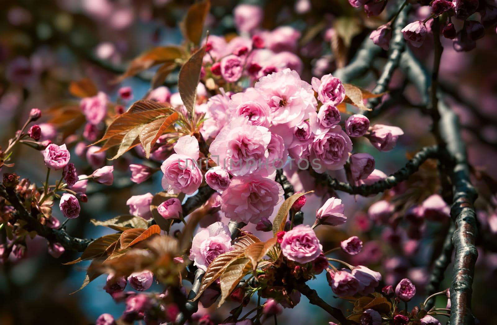 Sakura flowers. Flowering cherry tree. Delicate pink flowers blossomed Japanese cherry trees