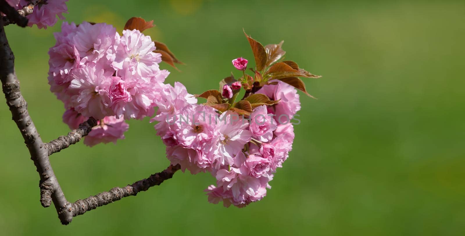 Sakura flowers. Flowering cherry tree. Delicate pink flowers blossomed Japanese cherry trees