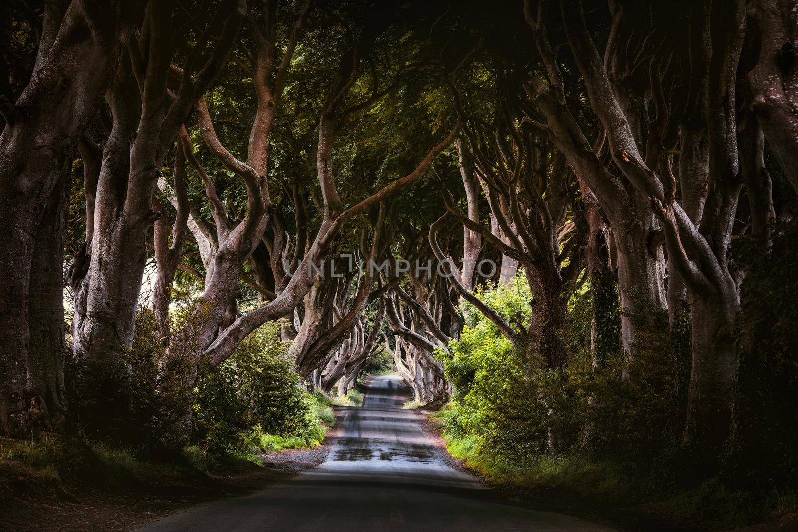 Morning sunlight in beech alley The Dark Hedges in County Antrim in rainy day, which are the most photographed spot in Northern Ireland, UK