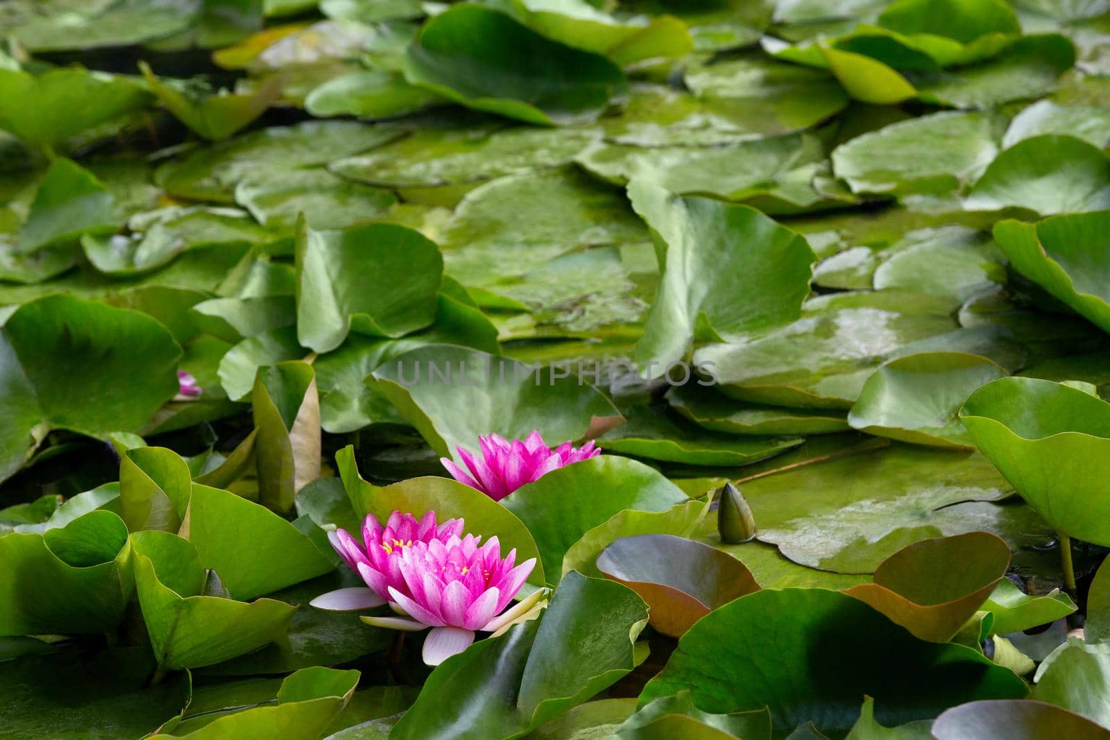 blooming pink water lilies (nymphaea) in the lake Bokod, Hungary