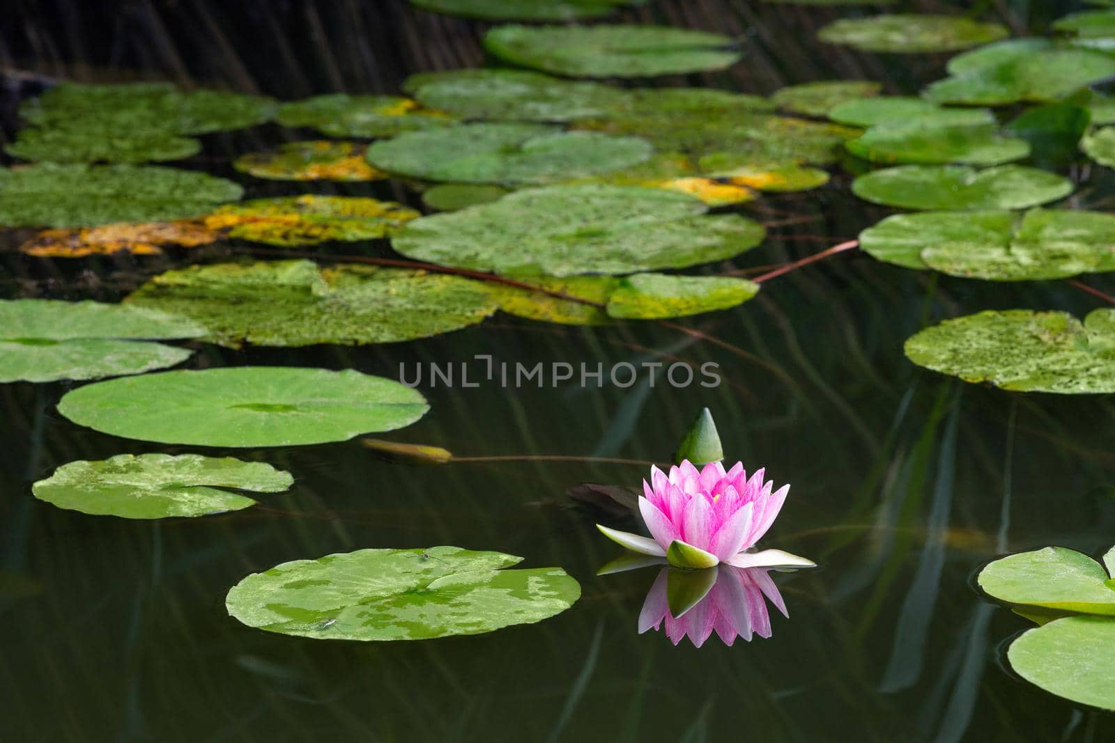 blooming pink water lily in the lake Bokod, Hungary by zhu_zhu